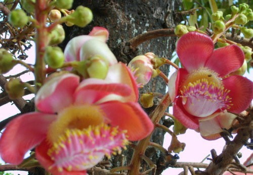 「菩提树」很少人见过的菩提树和菩提花 「菩提树」很少人见过的菩提树和菩提花