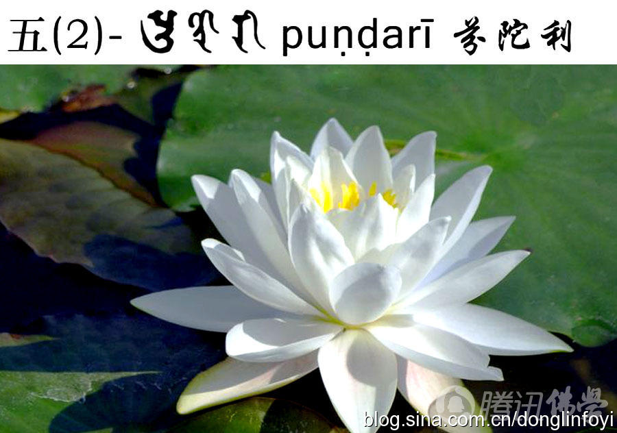 「莲花」佛教的五种神圣莲花