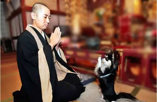 「佛教」为什么拜佛时要轻微低头?读懂功德无量!