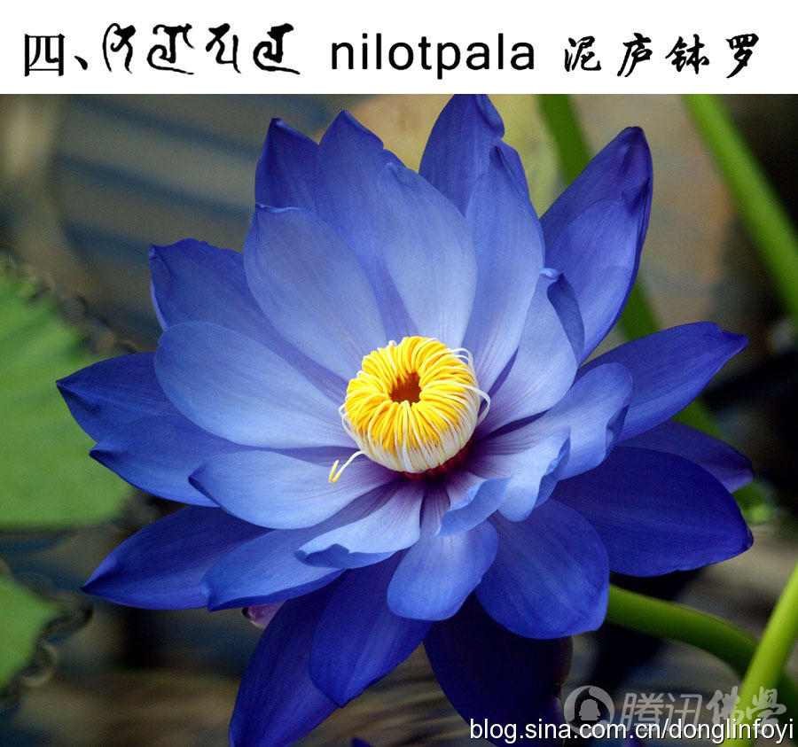 「莲花」佛教的五种神圣莲花