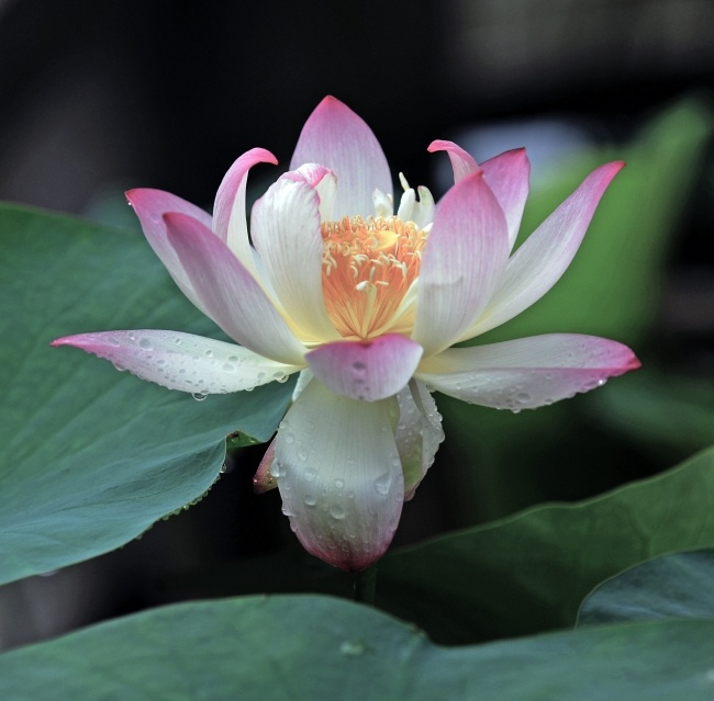 如何避免损失财物《善生经》
