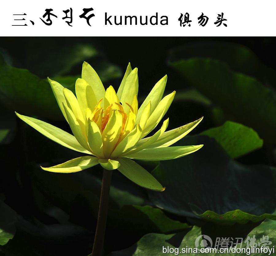 「莲花」佛教的五种神圣莲花