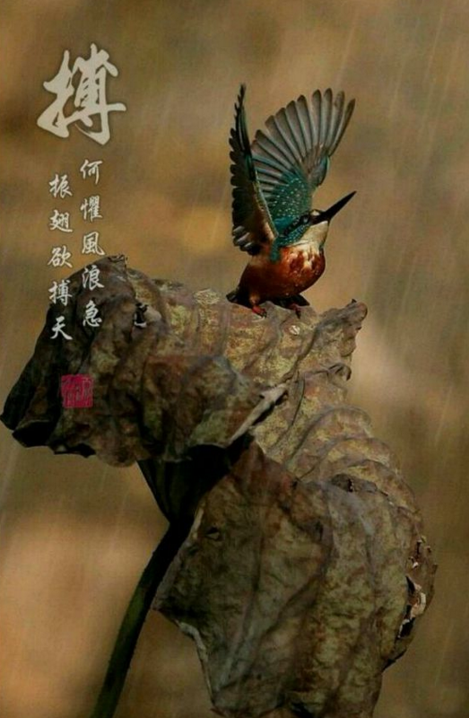 「动物」吃动物的肉，迟早要还的，只是没想过是这样还