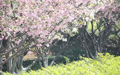「释迦牟尼」香香公子？男婴诞生日感动天上下花雨