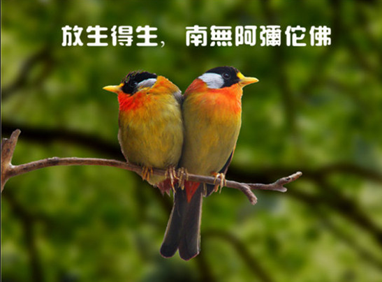 我的命运因放生发生了改变