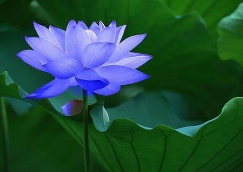 三处有痣菩萨转世图片，身上有佛光的女人